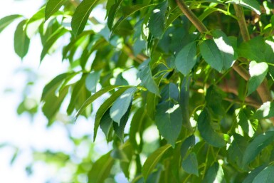 Fraxinus ornus 'Mecsek' bolvorm