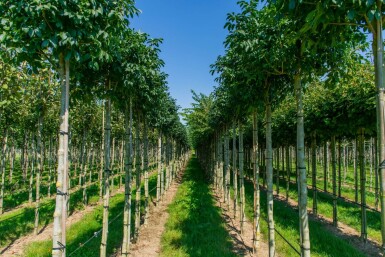 Fraxinus ornus 'Mecsek' bolvorm 16/18 225cm stam