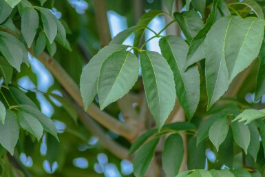 Fraxinus ornus 'Mecsek' bolvorm 16/18 225cm stam