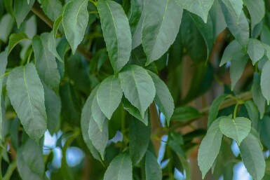 Fraxinus ornus 'Mecsek' bolvorm 16/18 225cm stam