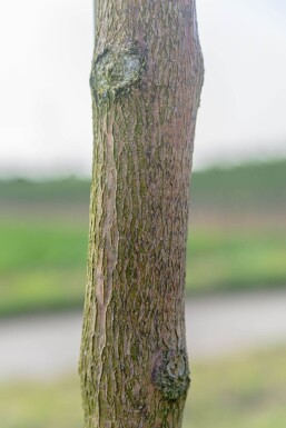 Fraxinus ornus 'Mecsek' bolvorm 16/18 225cm stam