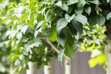 Fraxinus ornus 'Mecsek' bolvorm 16/18 225cm stam