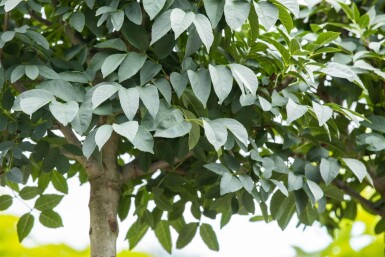 Fraxinus ornus 'Mecsek' bolvorm 16/18 225cm stam