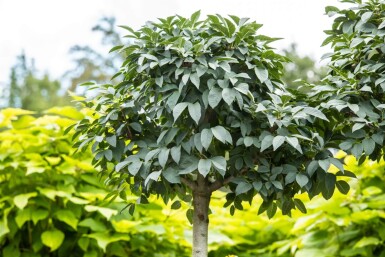 Fraxinus ornus 'Mecsek' bolvorm 16/18 225cm stam