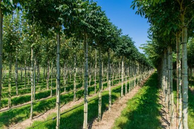 Fraxinus ornus 'Mecsek' bolvorm 16/18 225cm stam