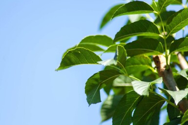 Fraxinus ornus 'Mecsek' bolvorm 16/18 225cm stam