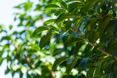 Fraxinus ornus 'Mecsek' bolvorm 16/18 225cm stam
