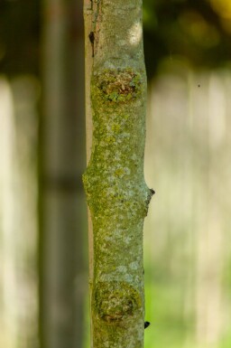 Fraxinus ornus 'Mecsek' bolvorm 16/18 225cm stam