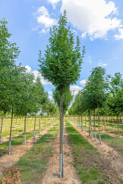 Fraxinus ornus 'Obelisk'hoogstam