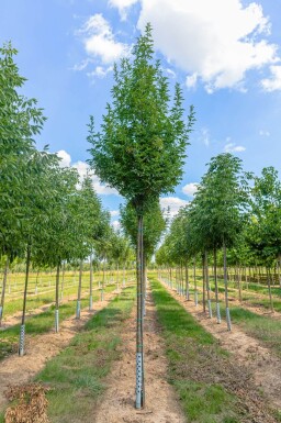 Fraxinus ornus 'Obelisk'hoogstam