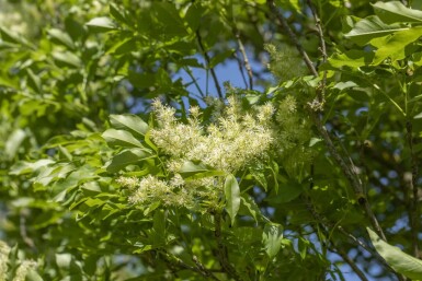 Fraxinus ornus 'Obelisk'hoogstam