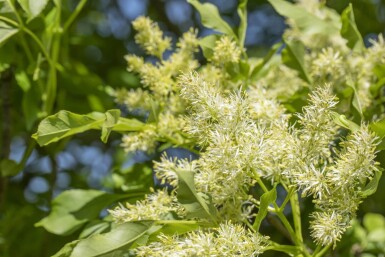 Fraxinus ornus 'Obelisk'hoogstam