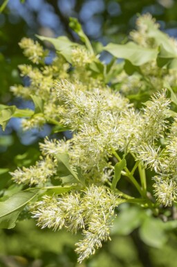 Fraxinus ornus 'Obelisk'hoogstam