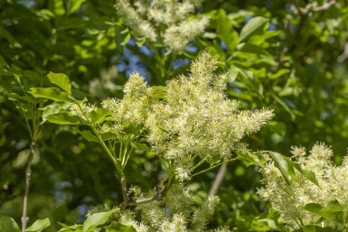 Fraxinus ornus 'Obelisk'hoogstam