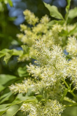 Fraxinus ornus 'Obelisk'hoogstam