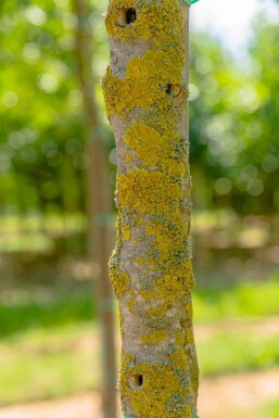 Fraxinus ornus 'Obelisk'hoogstam