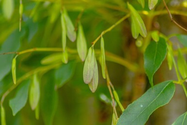 Fraxinus ornus 'Obelisk'hoogstam