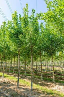 Fraxinus pennsylvanica 'Summit' hoogstam 14/16