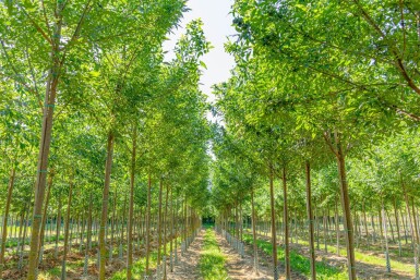 Fraxinus pennsylvanica 'Summit' hoogstam 14/16