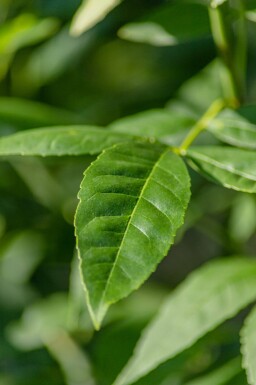 Fraxinus pennsylvanica 'Summit' hoogstam 14/16