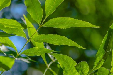 Fraxinus pennsylvanica 'Summit' hoogstam 14/16