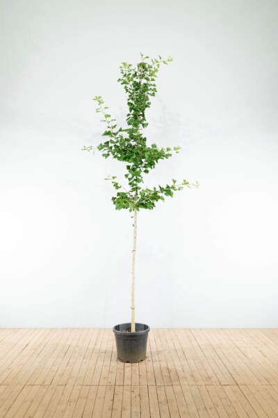 Ginkgo biloba hoogstam 10/12