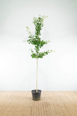 Ginkgo biloba hoogstam 10/12