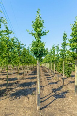 Ginkgo biloba hoogstam 10/12