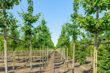 Ginkgo biloba hoogstam 10/12