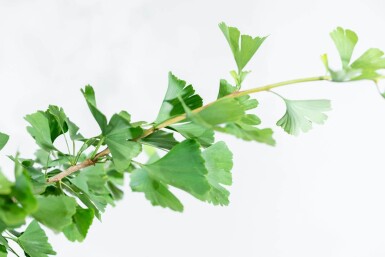 Ginkgo biloba hoogstam 10/12