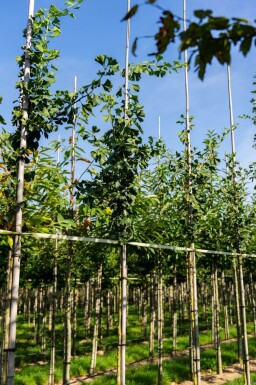 Ginkgo biloba hoogstam 10/12