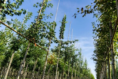 Ginkgo biloba hoogstam 10/12