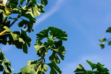 Ginkgo biloba hoogstam 10/12