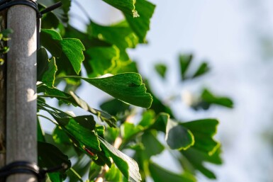 Ginkgo biloba hoogstam 10/12
