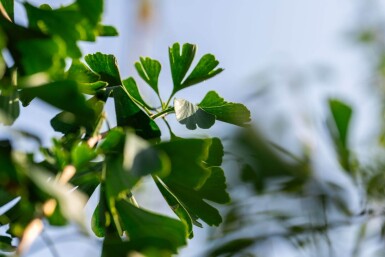 Ginkgo biloba hoogstam 10/12