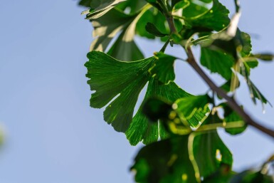 Ginkgo biloba hoogstam 10/12