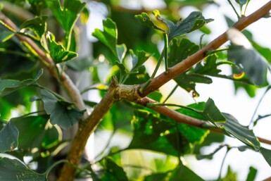 Ginkgo biloba hoogstam 10/12
