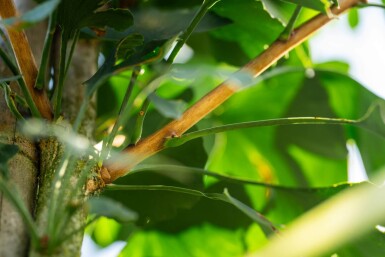 Ginkgo biloba hoogstam 10/12