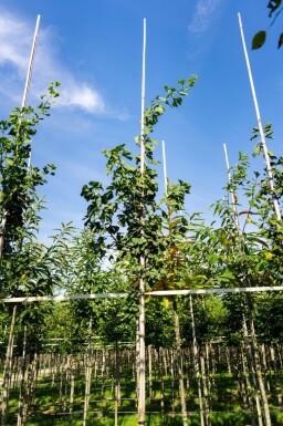 Ginkgo biloba hoogstam 10/12