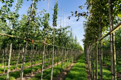 Ginkgo biloba hoogstam 10/12