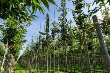 Ginkgo biloba hoogstam 10/12