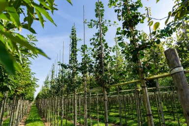 Ginkgo biloba hoogstam 10/12