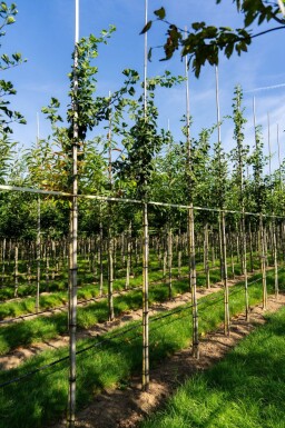 Ginkgo biloba hoogstam 10/12