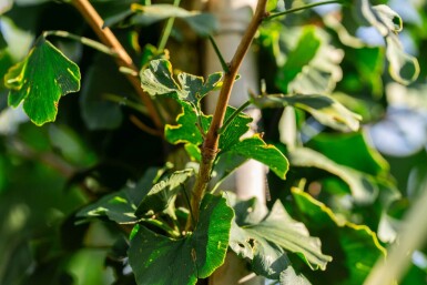 Ginkgo biloba hoogstam 10/12