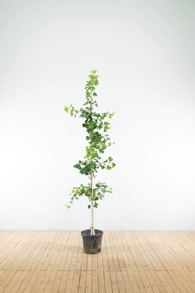 Ginkgo biloba beveerd 4-6