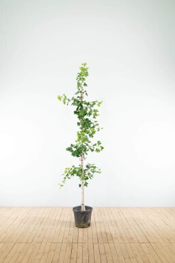 Ginkgo biloba beveerd 4-6