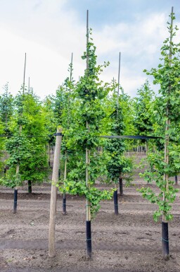 Ginkgo biloba beveerd 4-6
