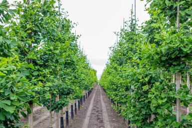 Ginkgo biloba beveerd 4-6