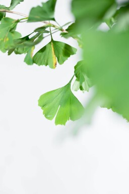 Ginkgo biloba beveerd 4-6
