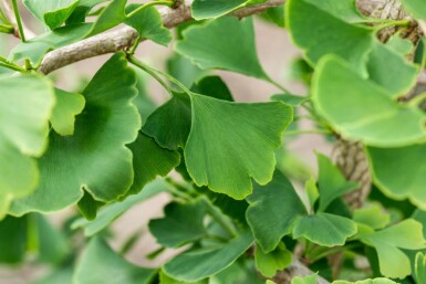 Ginkgo biloba beveerd 4-6